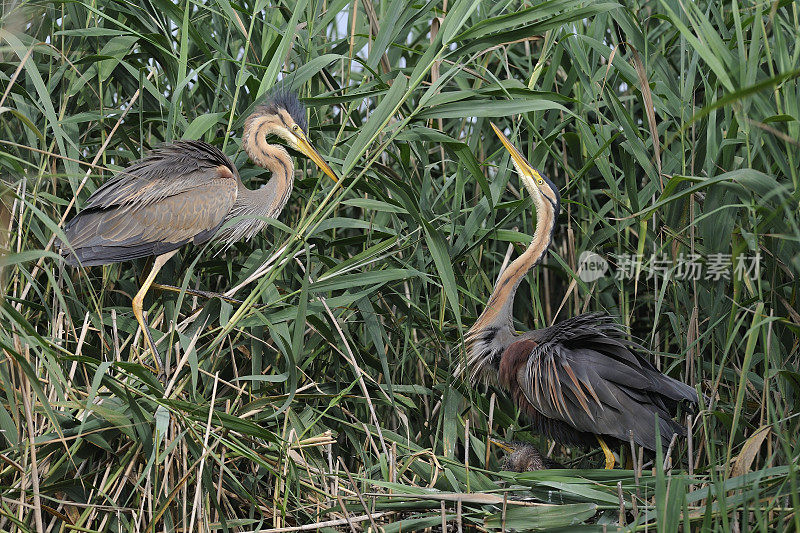 紫鹭(Ardea purpurea)